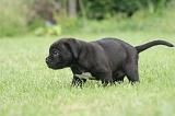 CANE CORSO 1297